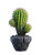Oversized Green Cactus Vinyl Car Decal Sticker – Waterproof & UV-Resistant 