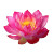 Lotus Flower V5 Vinyl Car Decal Sticker – Waterproof & UV-Resistant 