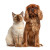 Pets Portrait Vinyl Car Decal Sticker – Waterproof & UV-Resistant 