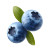Blueberry With Leaves V3 Vinyl Car Decal Sticker – Waterproof & UV-Resistant 