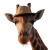 Curious Giraffe Portrait Vinyl Car Decal Sticker – Waterproof & UV-Resistant 