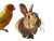 Rabbit And Parrots Vinyl Car Decal Sticker – Waterproof & UV-Resistant 