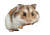 Hamster Eating Feast Vinyl Car Decal Sticker – Waterproof & UV-Resistant 