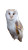 White Barn Owl Vinyl Car Decal Sticker – Waterproof & UV-Resistant 