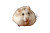 Hamster Eating Feast V2 Vinyl Car Decal Sticker – Waterproof & UV-Resistant 