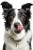 Border Collie Licking Vinyl Car Decal Sticker – Waterproof & UV-Resistant 