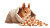 Japanese Squirrel Illustration Vinyl Car Decal Sticker – Waterproof & UV-Resistant 