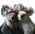 Crowned Koalas Portrait Vinyl Car Decal Sticker – Waterproof & UV-Resistant 