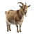 Realistic Goat Image Vinyl Car Decal Sticker – Waterproof & UV-Resistant 