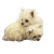 Tiny Fluffy Dogs Vinyl Car Decal Sticker – Waterproof & UV-Resistant 