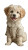 Fluffy White Puppy Vinyl Car Decal Sticker – Waterproof & UV-Resistant 