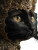 Regal Black Cat V2 Vinyl Car Decal Sticker – Waterproof & UV-Resistant 