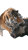 Tiger Vs Boar Vinyl Car Decal Sticker – Waterproof & UV-Resistant 