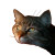 Cat And Owner Vinyl Car Decal Sticker – Waterproof & UV-Resistant 