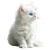 White Kitten V3 Vinyl Car Decal Sticker – Waterproof & UV-Resistant 