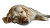 Sleeping Labrador V3 Vinyl Car Decal Sticker – Waterproof & UV-Resistant 