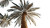 Majestic Phoenix Palm Vinyl Car Decal Sticker – Waterproof & UV-Resistant 