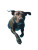 Swimming Pitbull Vinyl Car Decal Sticker – Waterproof & UV-Resistant 