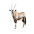 Desert Oryx Vinyl Car Decal Sticker – Waterproof & UV-Resistant 
