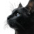 Black Cat Vinyl Car Decal Sticker – Waterproof & UV-Resistant 