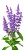 Salvias Photo Vinyl Car Decal Sticker – Waterproof & UV-Resistant 