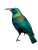 Exotic Rainbow Bird Vinyl Car Decal Sticker – Waterproof & UV-Resistant 