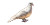 White Dove Desert Vinyl Car Decal Sticker – Waterproof & UV-Resistant 