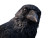 Thoughtful Crow Vinyl Car Decal Sticker – Waterproof & UV-Resistant 
