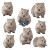 Australian Wombat Expressions Vinyl Car Decal Sticker – Waterproof & UV-Resistant 