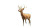 Graceful Deer V2 Vinyl Car Decal Sticker – Waterproof & UV-Resistant 