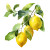 Watercolor Lemons V2 Vinyl Car Decal Sticker – Waterproof & UV-Resistant 