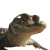 Cool Crocodile Vinyl Car Decal Sticker – Waterproof & UV-Resistant 