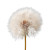 Fluffy Dandelion Seed Vinyl Car Decal Sticker – Waterproof & UV-Resistant 