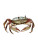 Dnd Crab Art Vinyl Car Decal Sticker – Waterproof & UV-Resistant 