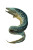 Moray Eel Illustration Vinyl Car Decal Sticker – Waterproof & UV-Resistant 