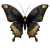 Gold Butterfly Vector Vinyl Car Decal Sticker – Waterproof & UV-Resistant 