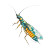 Stonefly Nymph Vinyl Car Decal Sticker – Waterproof & UV-Resistant 