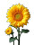 Sunflowers In Bloom Vinyl Car Decal Sticker – Waterproof & UV-Resistant 