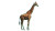 Detailed Giraffe Vinyl Car Decal Sticker – Waterproof & UV-Resistant 