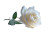 White Rose Portrait Vinyl Car Decal Sticker – Waterproof & UV-Resistant 