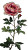 Peony Rose Vinyl Car Decal Sticker – Waterproof & UV-Resistant 