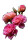 Raindrop-Covered Roses Vinyl Car Decal Sticker – Waterproof & UV-Resistant 