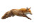 Running Fox Vinyl Car Decal Sticker – Waterproof & UV-Resistant 
