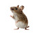 Mouse Gesturing Vinyl Car Decal Sticker – Waterproof & UV-Resistant 