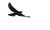 Nighthawk At Dusk Vinyl Car Decal Sticker – Waterproof & UV-Resistant 