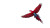Scarlet Macaw Soaring Vinyl Car Decal Sticker – Waterproof & UV-Resistant 
