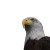 Bald Eagle Close-Up Vinyl Car Decal Sticker – Waterproof & UV-Resistant 