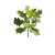 Oak Tree Sapling Vinyl Car Decal Sticker – Waterproof & UV-Resistant 