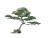 Bonsai-Inspired Tree Vinyl Car Decal Sticker – Waterproof & UV-Resistant 