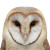 Barn Owl Face Vinyl Car Decal Sticker – Waterproof & UV-Resistant 
